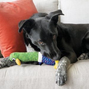 KONG Shakers Cuckoos Squeaky Plush Dog Toy - Medium Assorted