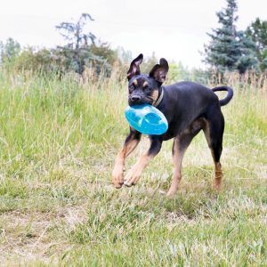 KONG Jumbler Football Squeaky Fetch Dog Toy - Medium/Large