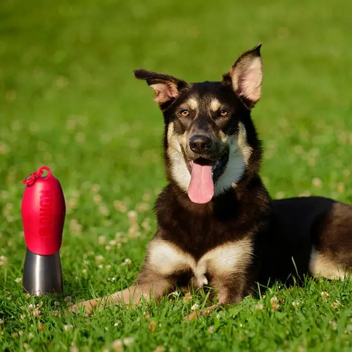 KONG H2O Stainless Steel Dog Water Bottle Red 25oz