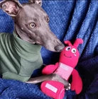 Ancol Orva Snuffle Lobster Dog Toy