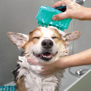KONG ZoomGroom Gentle Rubber Grooming Brush for Dogs